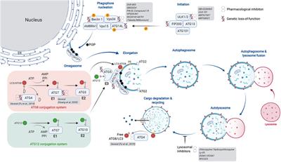 Targeting Autophagy to Treat Cancer: Challenges and Opportunities